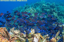 blue tangs